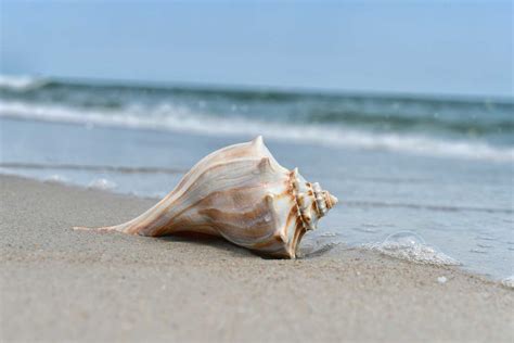 Shell 